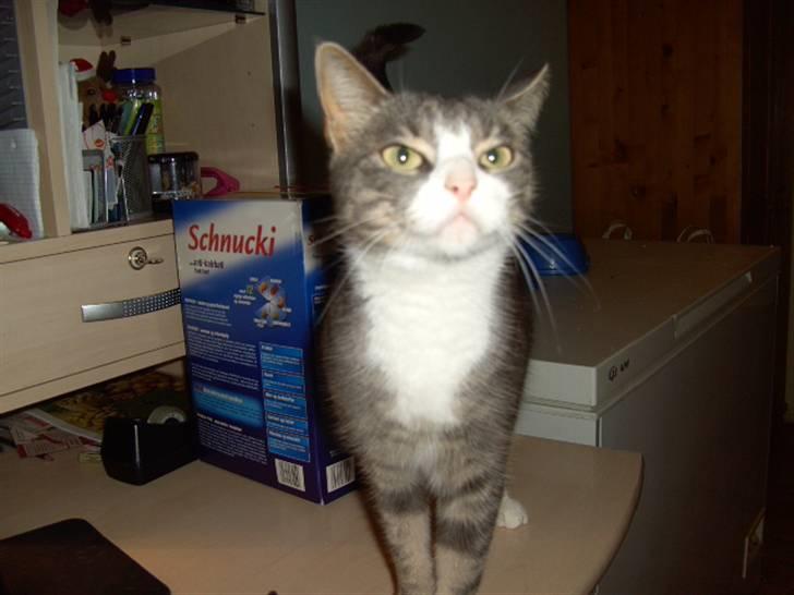 Blanding af racer Musen billede 17