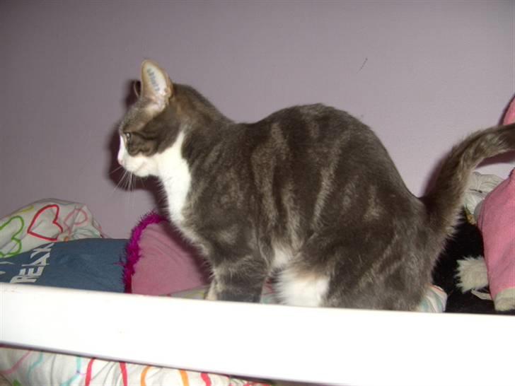 Blanding af racer Musen billede 18