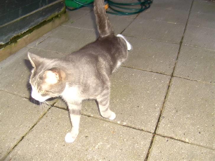 Blanding af racer Musen billede 19