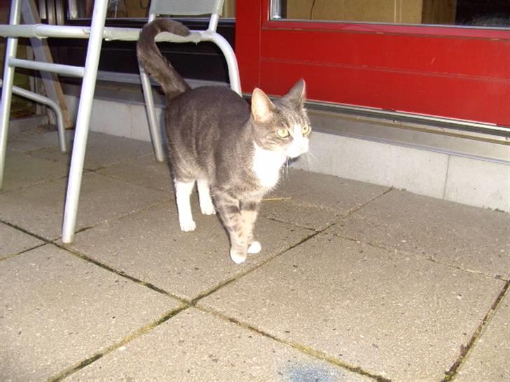 Blanding af racer Musen billede 20