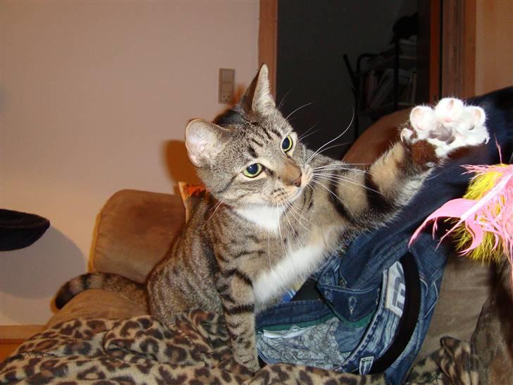 Huskat Neko (død) - Februar 2009 billede 14