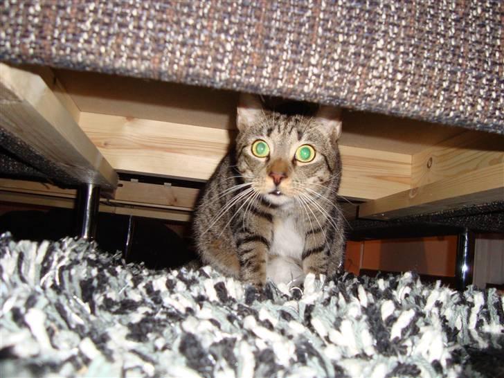 Huskat Neko (død) - April 2009 billede 15