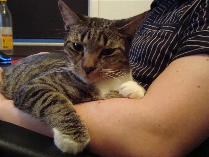 Huskat Neko (død) - April 2009 billede 16