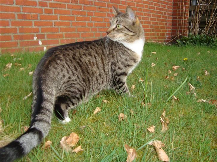 Huskat Neko (død) - April 2009, første gang udenfor billede 17