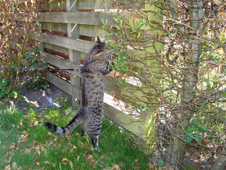 Huskat Neko (død) - April 2009 billede 18