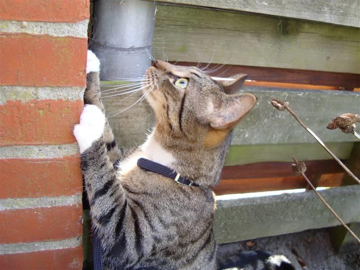 Huskat Neko (død) - April 2009 billede 19