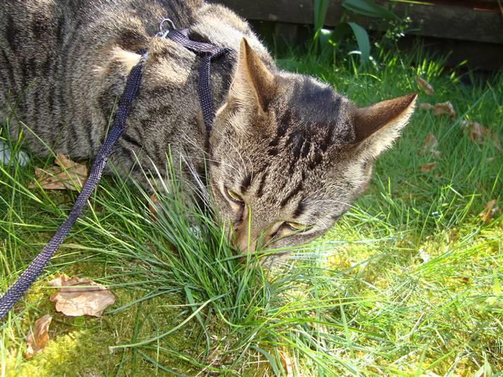 Huskat Neko (død) - April 2009 billede 20