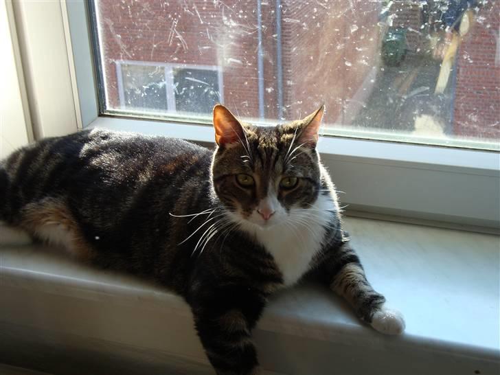 Huskat Taco (lforsvundet) - Februar 2009 billede 11