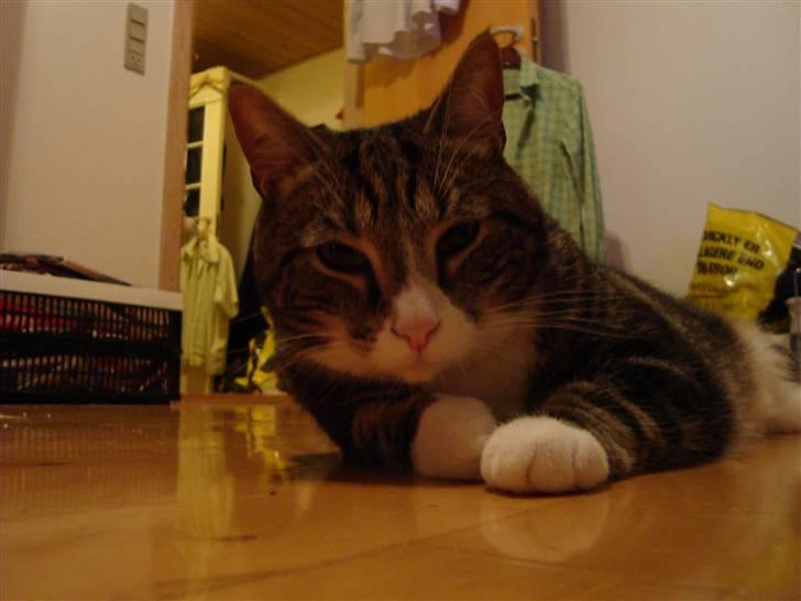 Huskat Taco (lforsvundet) - Marts 2009 billede 12