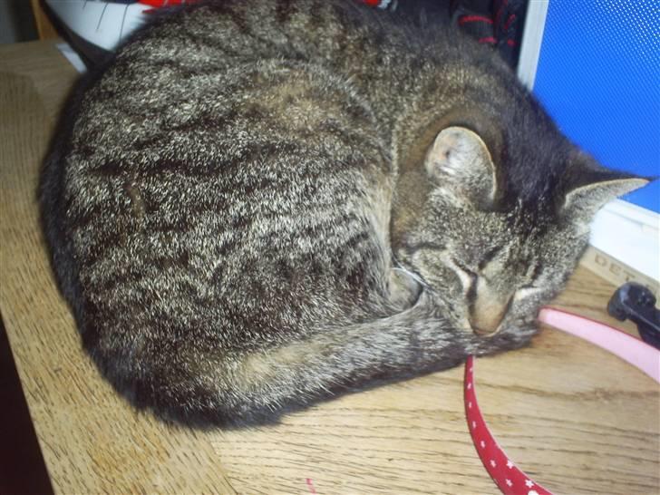 Huskat Marci - Velkommen til marcis profil<3 billede 1