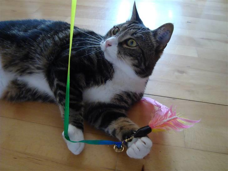 Huskat Taco (lforsvundet) - Marts 2009 billede 13