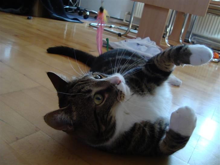 Huskat Taco (lforsvundet) - April 2009 billede 14