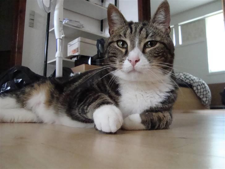 Huskat Taco (lforsvundet) - April 2009 billede 15