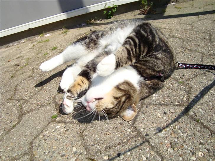 Huskat Taco (lforsvundet) - April 2009, Tacos første tur udenfor :) billede 16