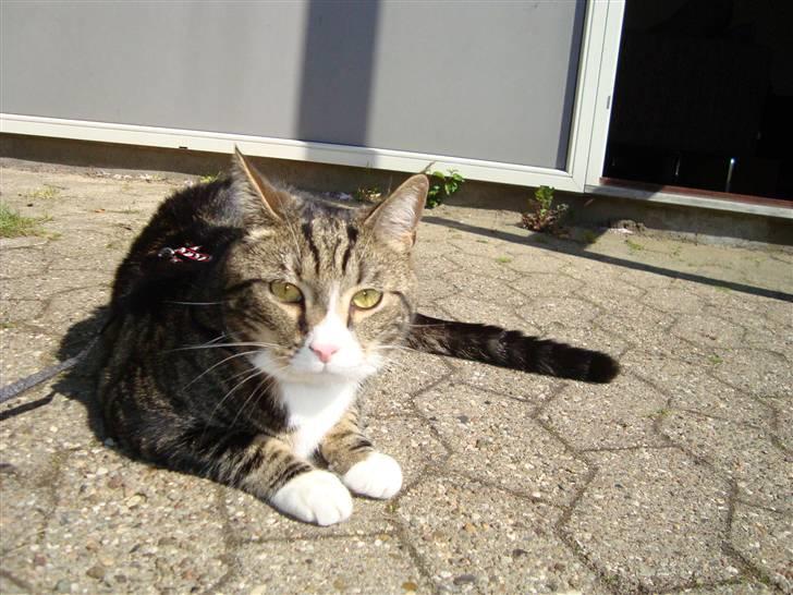 Huskat Taco (lforsvundet) - April 2009 billede 17