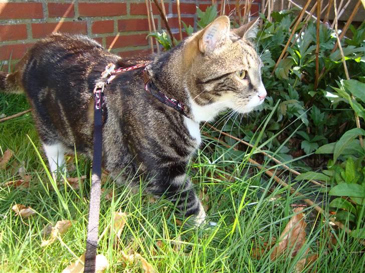 Huskat Taco (lforsvundet) - April 2009 billede 18