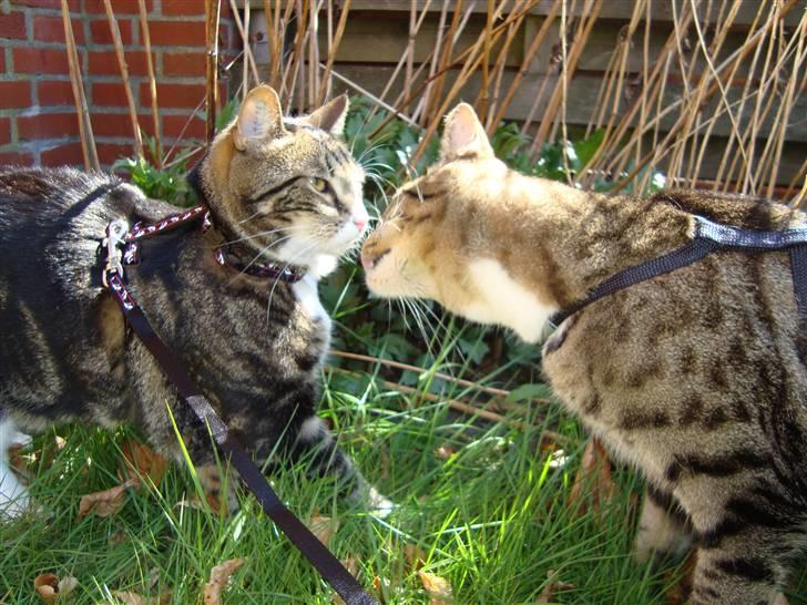 Huskat Taco (lforsvundet) - April 2009 billede 19