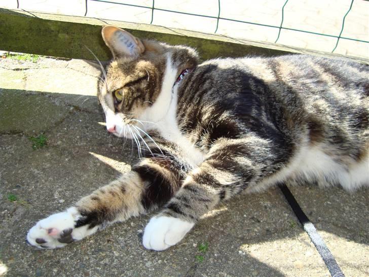 Huskat Taco (lforsvundet) - April 2009 billede 20