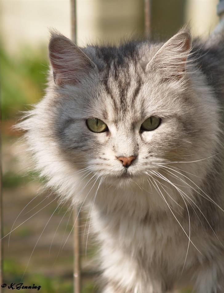 Maine Coon  Zain Marquis Silver Jade billede 12