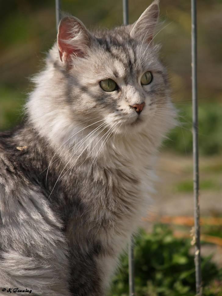Maine Coon  Zain Marquis Silver Jade billede 13