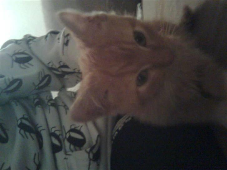 Huskat lulu billede 1