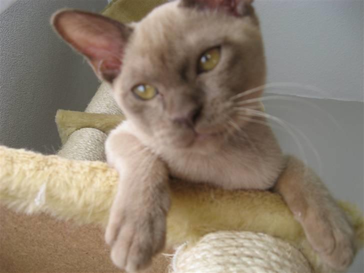 Burmeser Jensemis billede 1