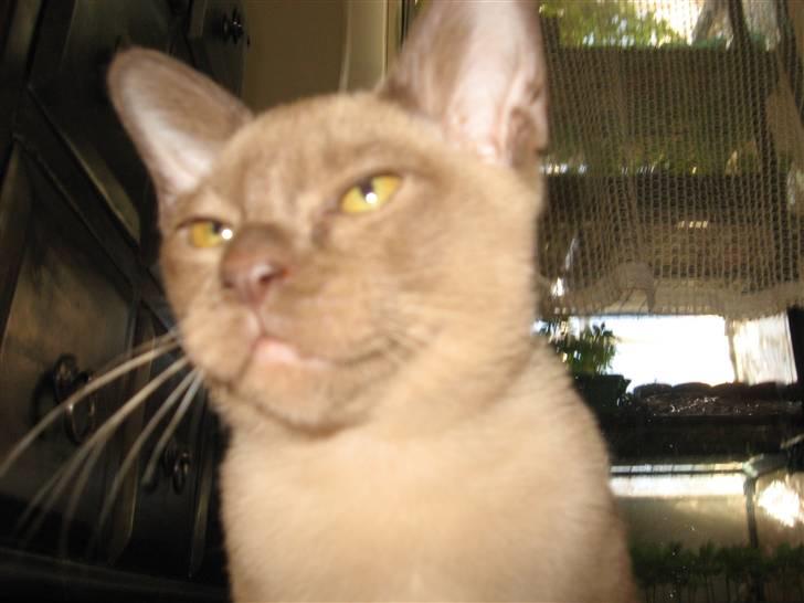 Burmeser Jensemis billede 2