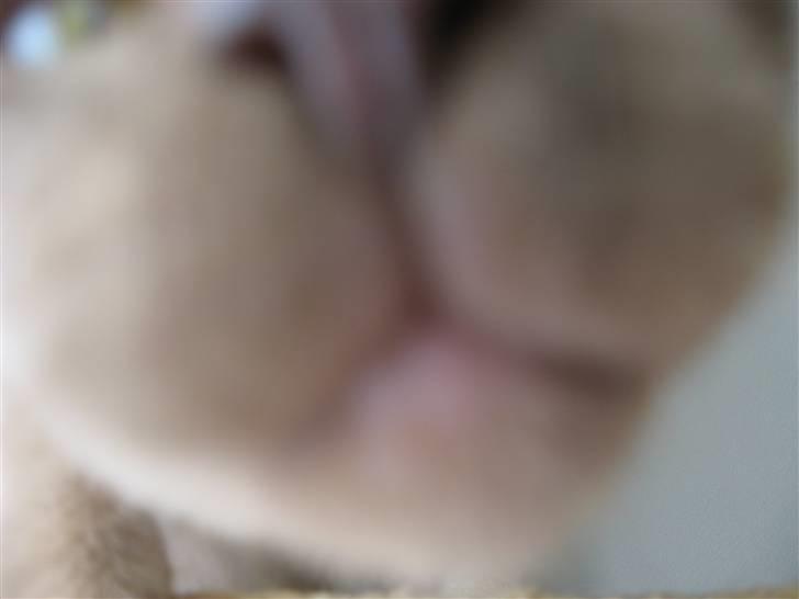 Burmeser Jensemis billede 3