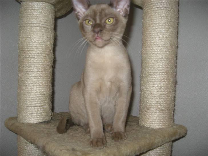 Burmeser Jensemis billede 4