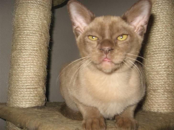 Burmeser Jensemis billede 5