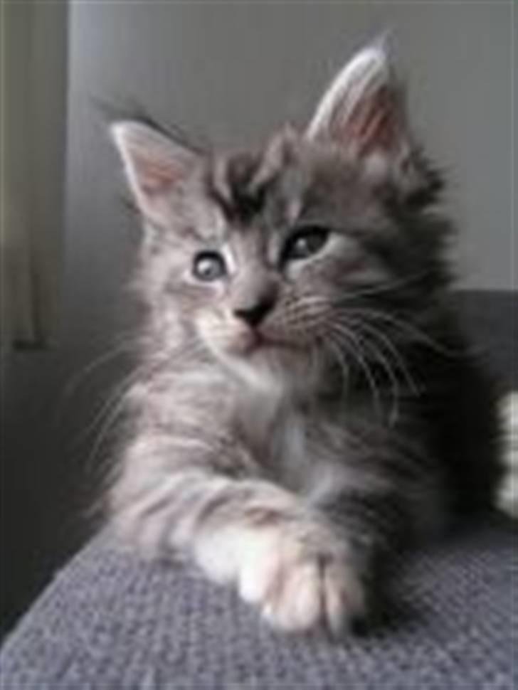 Maine Coon Betty Blue - Sille billede 5