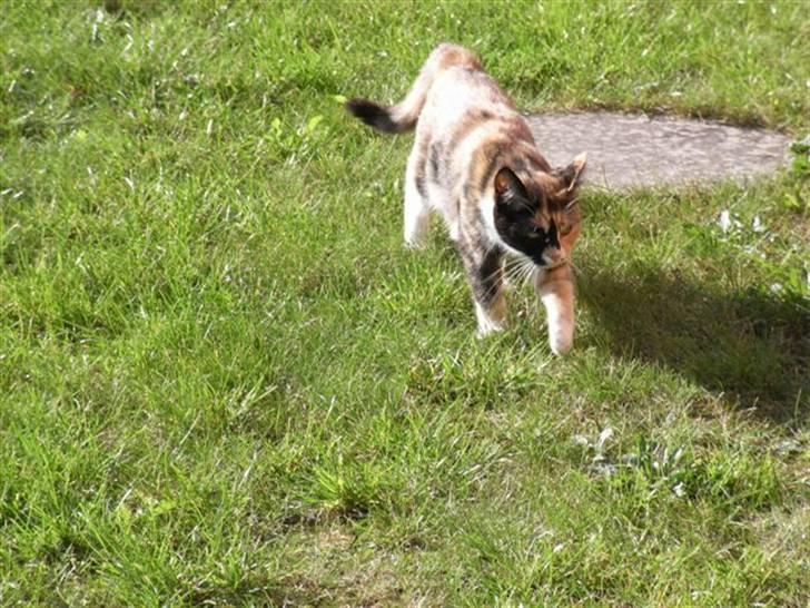 Huskat Mimi billede 2