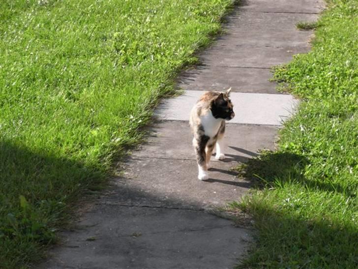 Huskat Mimi billede 6