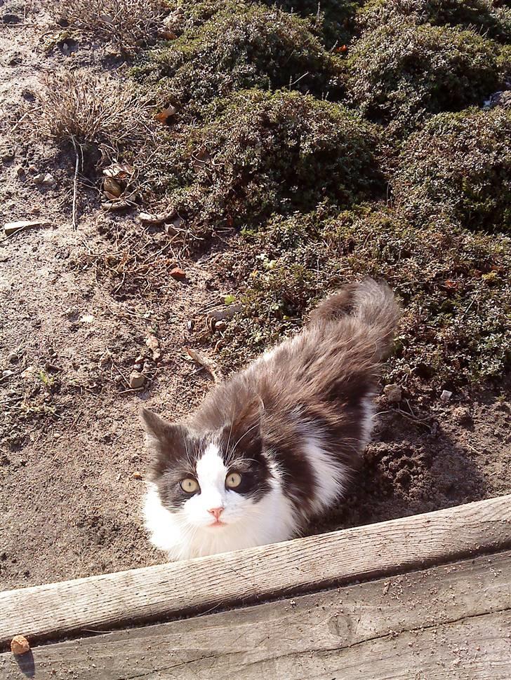 Huskat Amy - Velkommen til Amy´s Profil :) billede 1