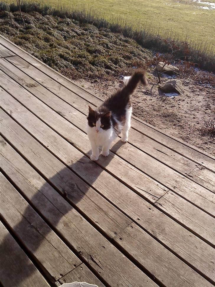 Huskat Amy - :D billede 4