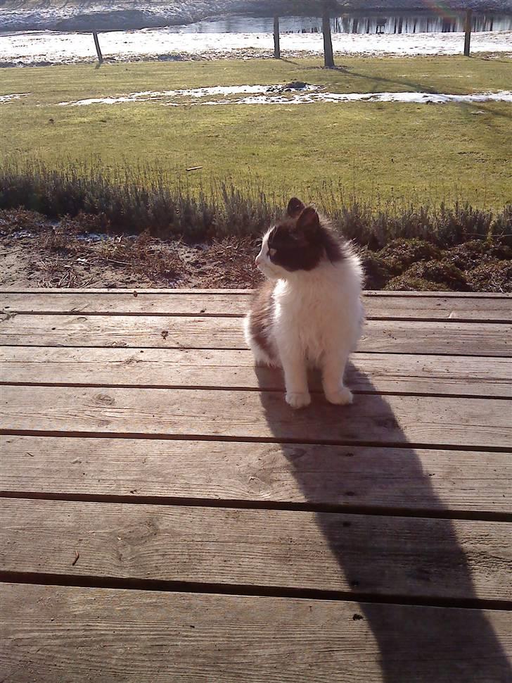 Huskat Amy - Hva laver de nu der over? billede 5