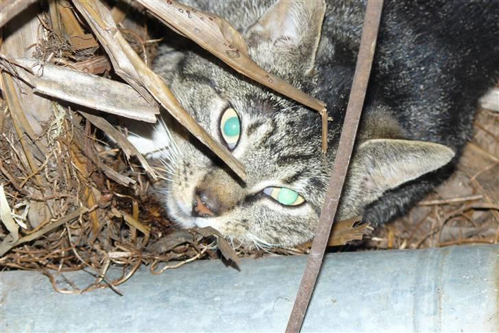 Huskat Muddi *R.I.P* billede 10