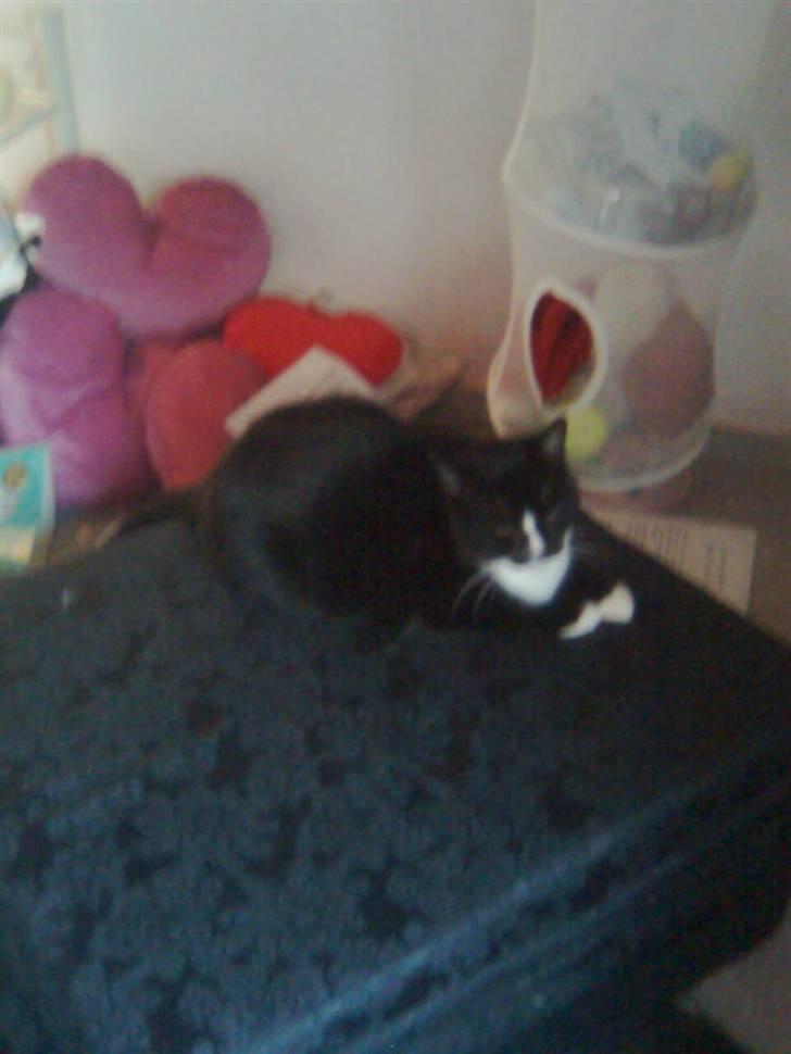 Huskat Gizmo - det her er livet billede 9