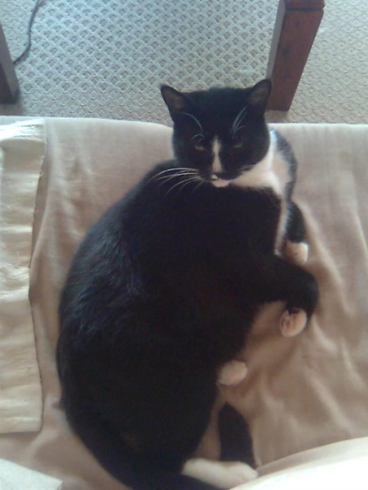 Huskat Gizmo - det er min sofa billede 10