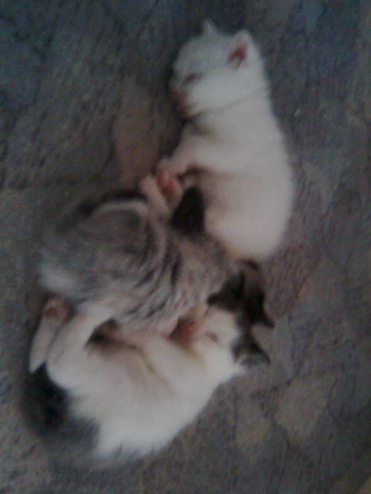 Huskat Nusser billede 7