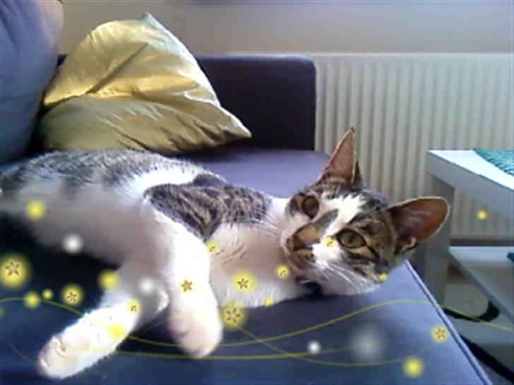 Blanding af racer Maggie Diamond <3 billede 8