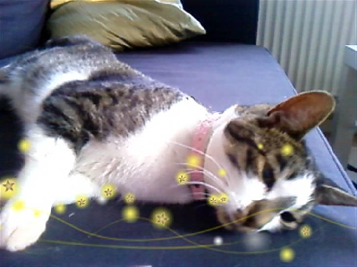 Blanding af racer Maggie Diamond <3 billede 9