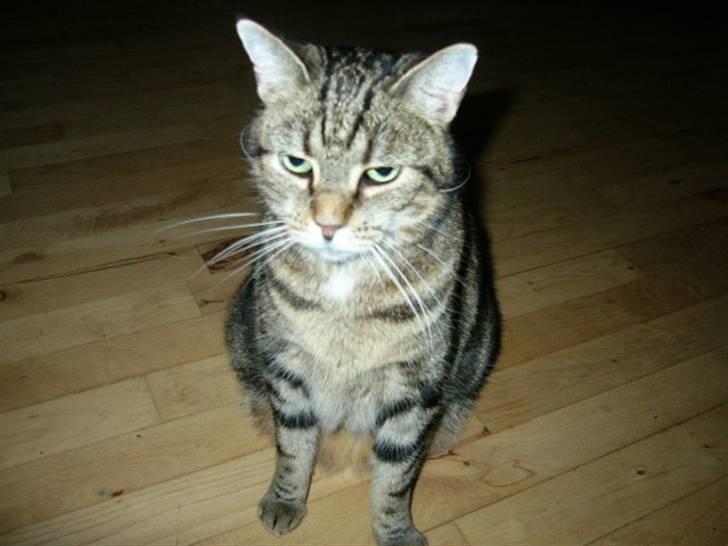 Huskat Lulu. - Min skønne kat , elsker hende :D billede 7