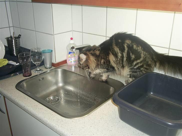 Maine Coon Yasmin billede 19