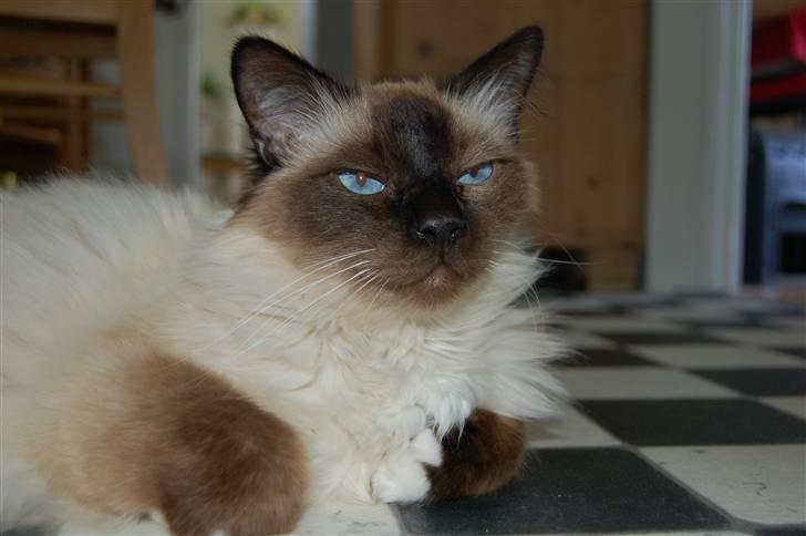 Hellig Birma Alexander - Smukke Alex.blue eyes billede 2