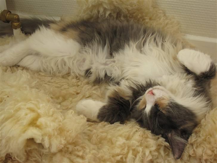 Maine Coon Spinner billede 11