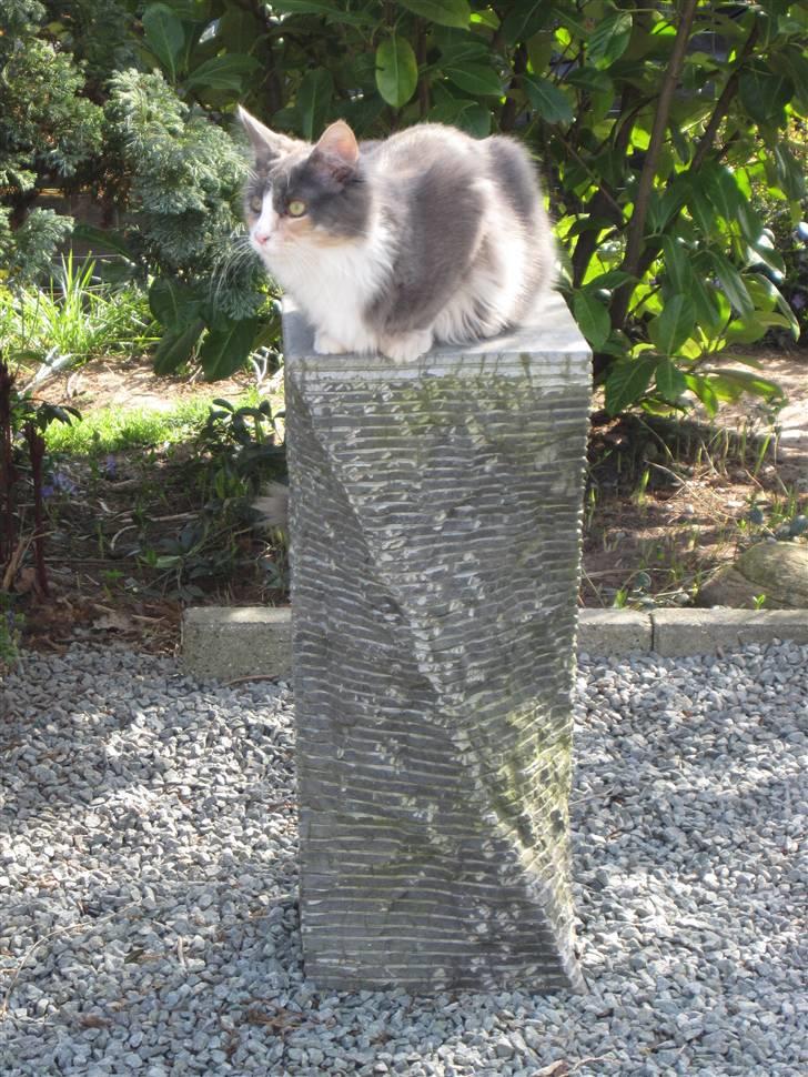 Maine Coon Spinner billede 12