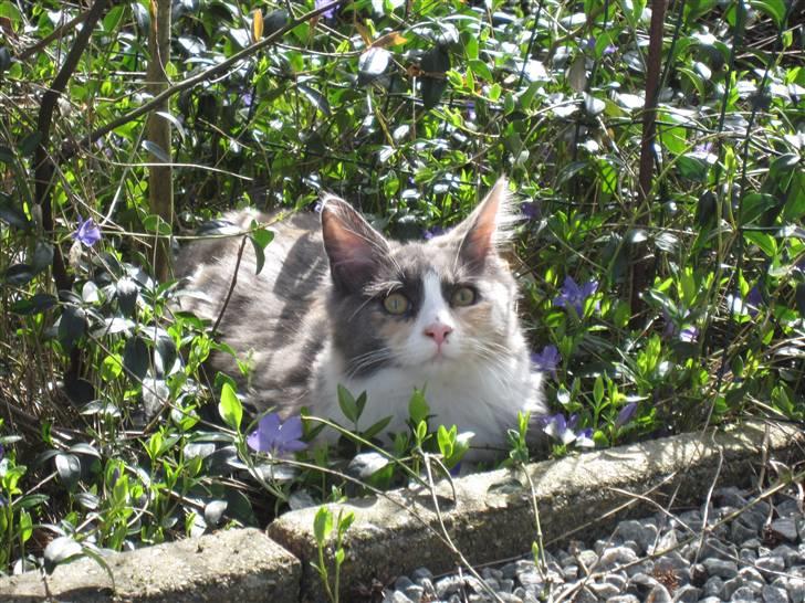 Maine Coon Spinner billede 13