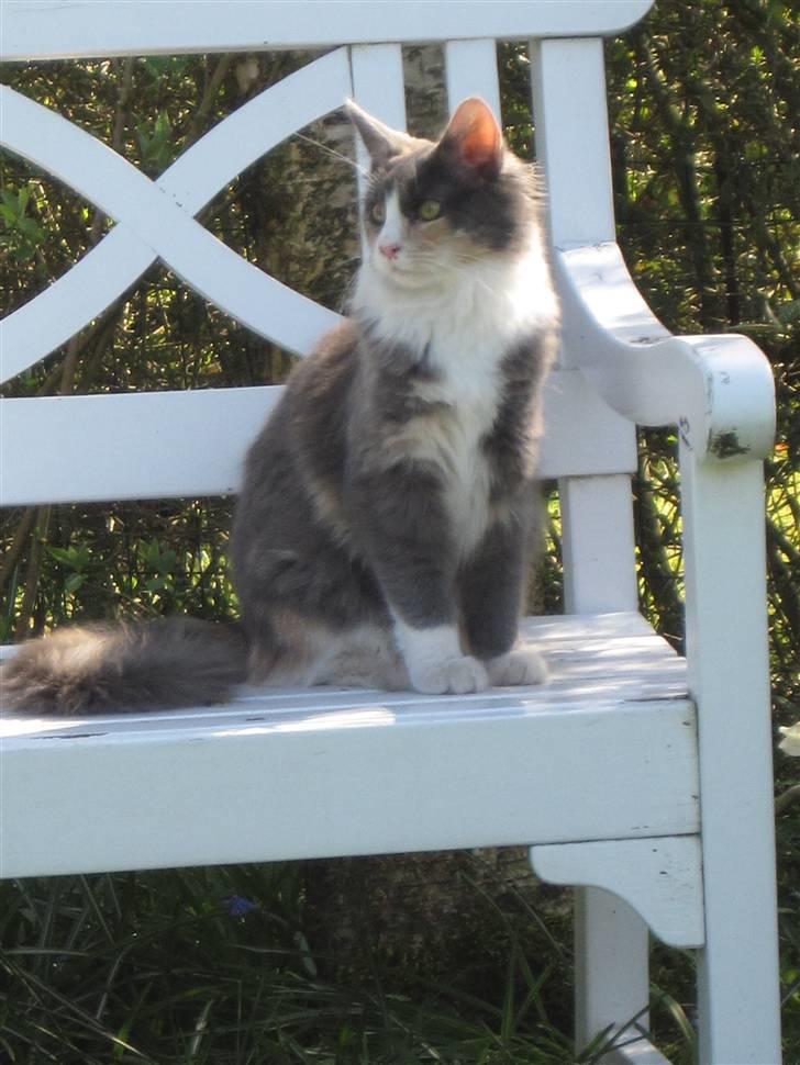 Maine Coon Spinner billede 14