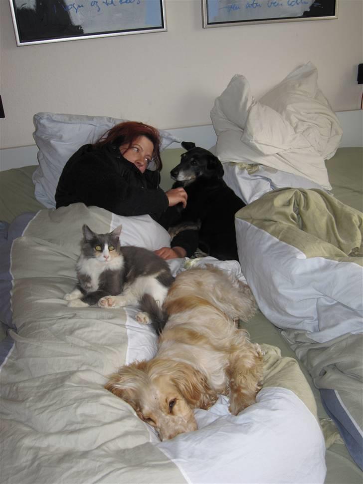 Maine Coon Spinner - Søndag morgen, ingen i huset gider stå op. billede 15